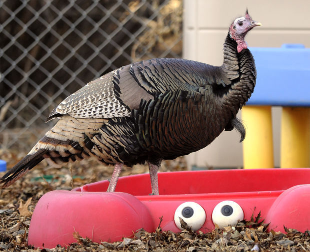 Turkey